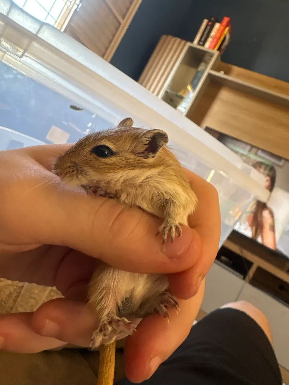 Vendo filhote de Gerbil agouti macho  - Foto 3