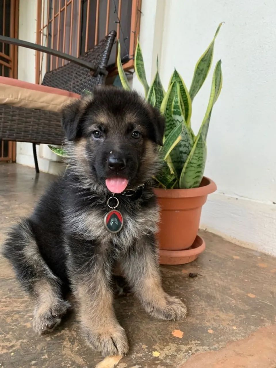 Pastor alemão Cachorrinho disponível para quem ama companhia verdadeira