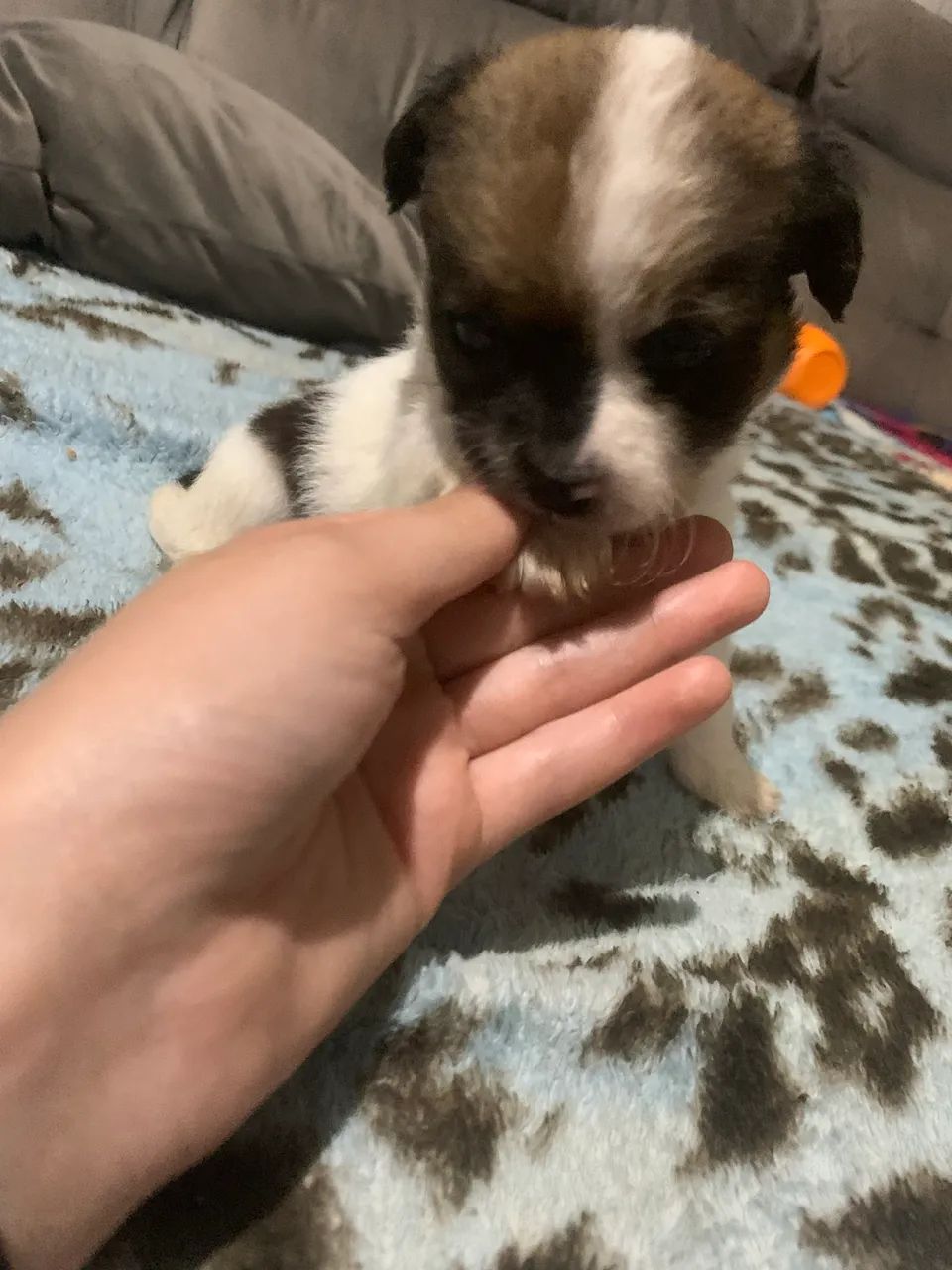Chihuahua 