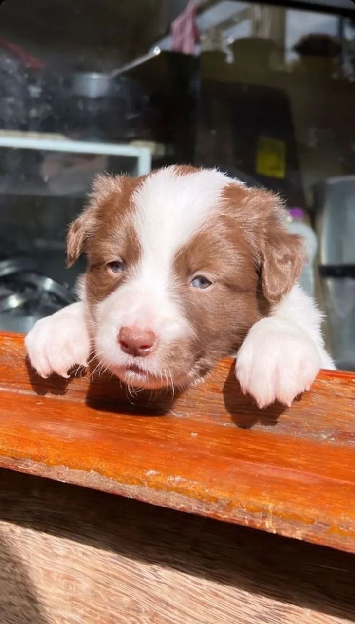 Border collie encantador 