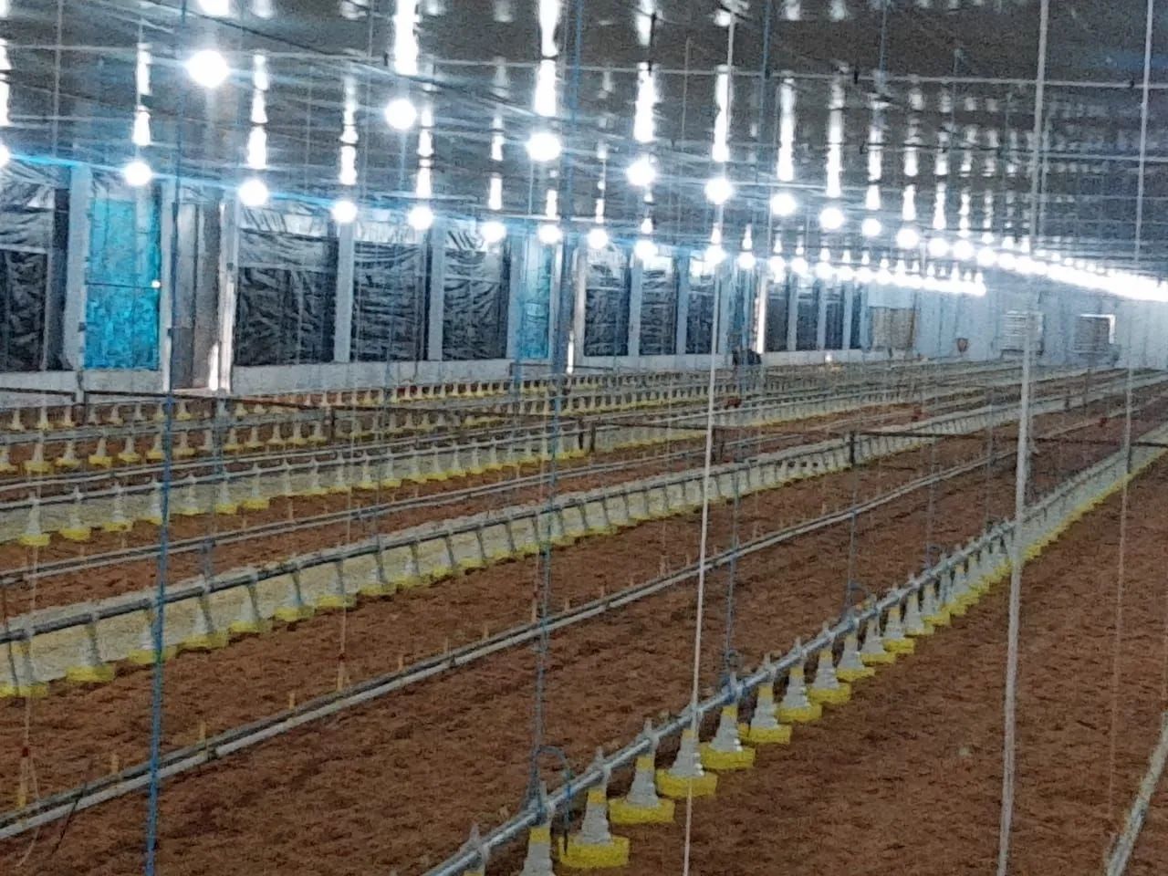 VENDO GRANJA AUTOMATIZADA EM FUNCIONAMENTO - Foto 2