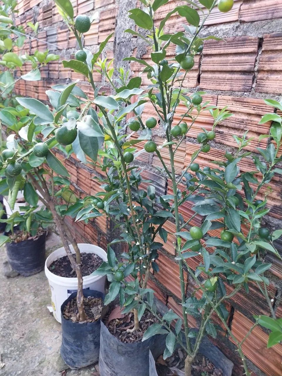 Frutíferas  - Foto 2