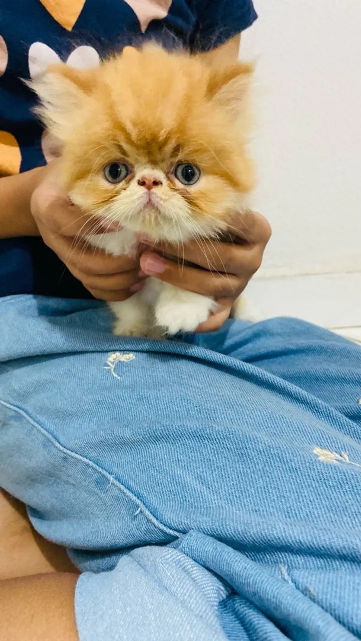 Gato persa  - Foto 4