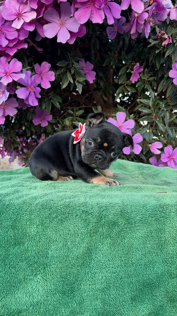 Bulldogue francês  - Foto 2