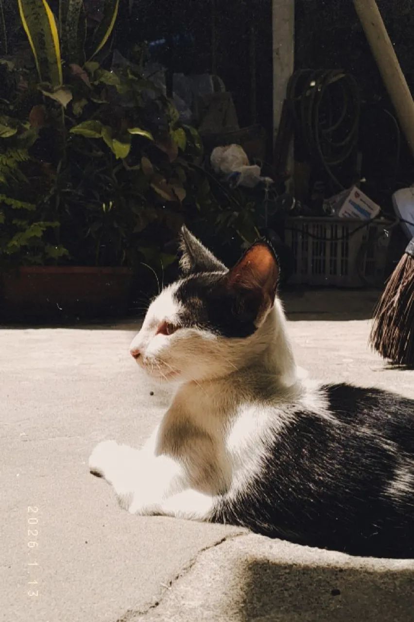 Doa-se gatinho filhote!