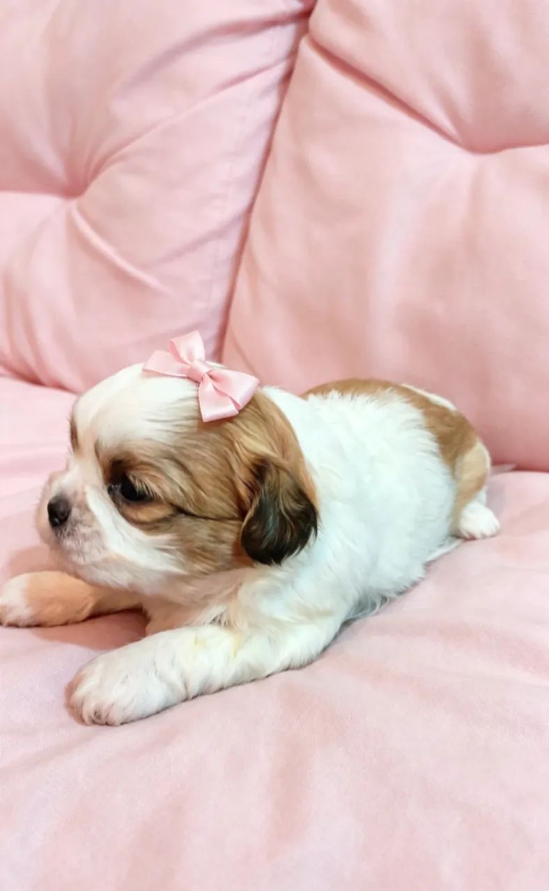Cachorro da raça Shitzu  - Foto 2