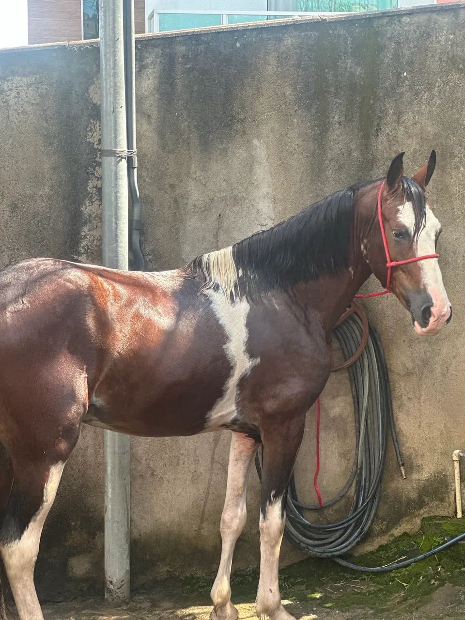 Cavalo mangalarga marchador registrado  - Foto 2