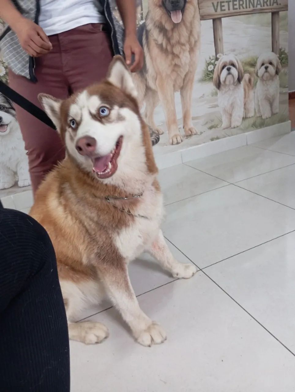 Cachorro 