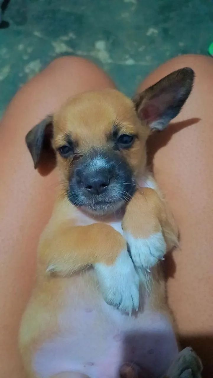 Cachorro 