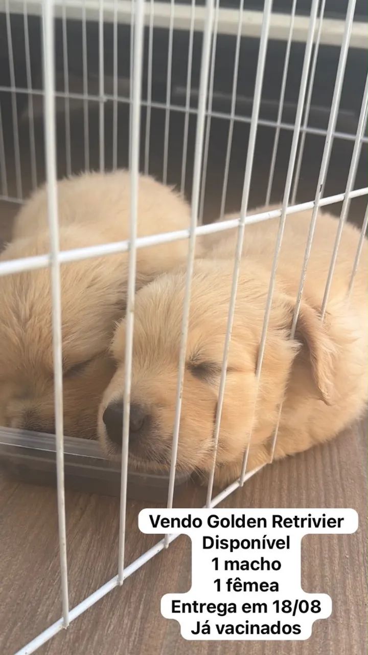Golden Retrivier  - Foto 2