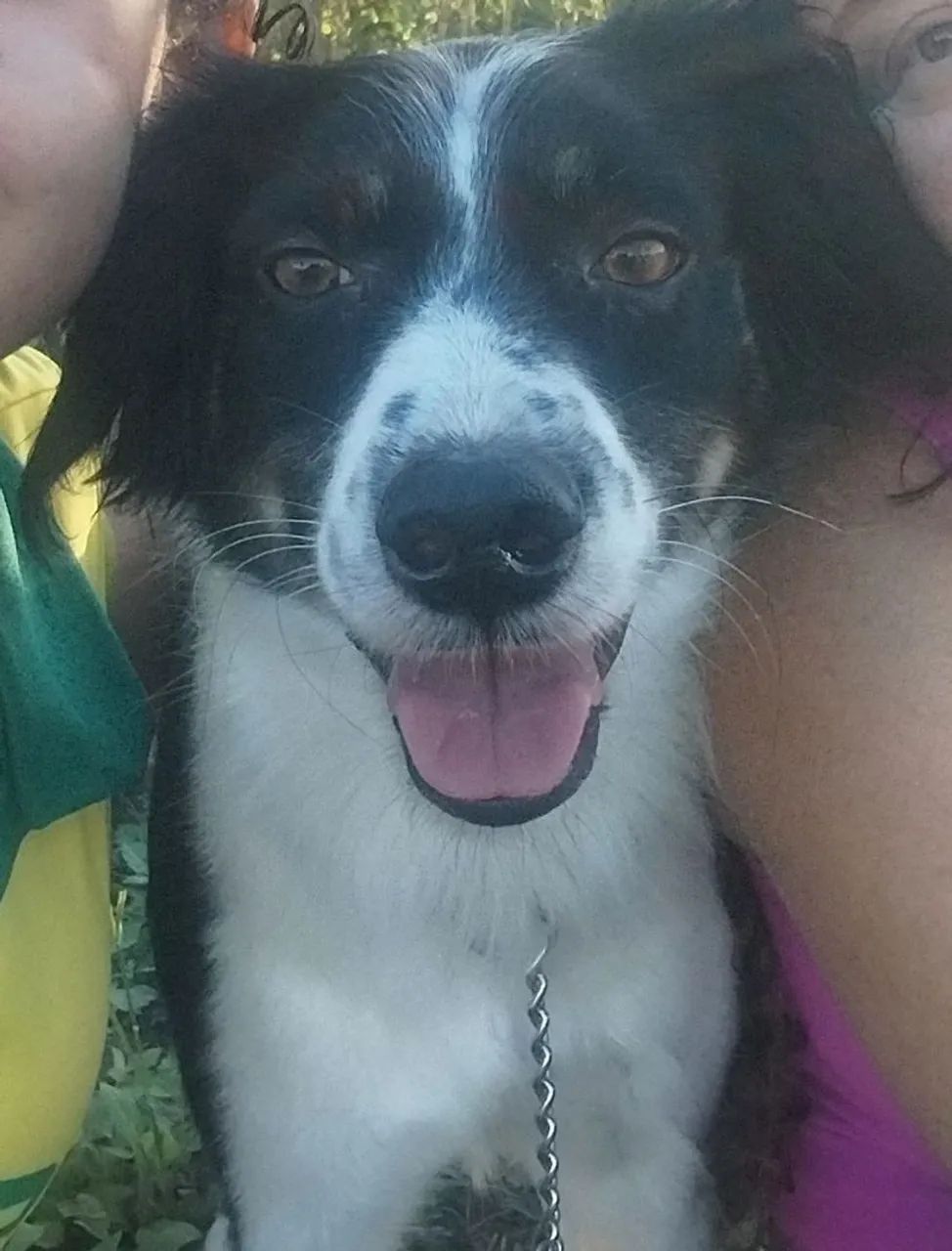 Adoção de cachorro  - Foto 4