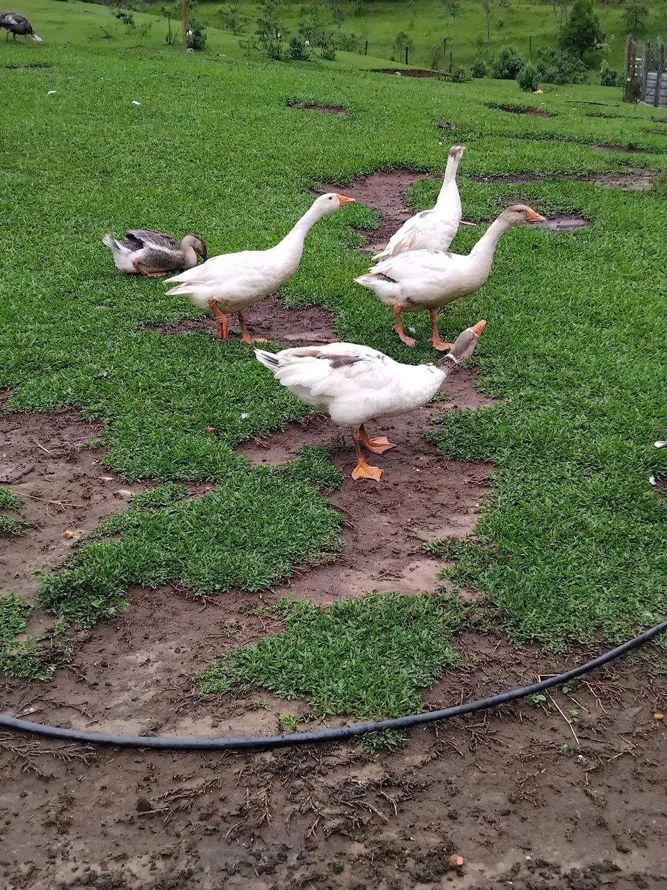 Gansos - Foto 3