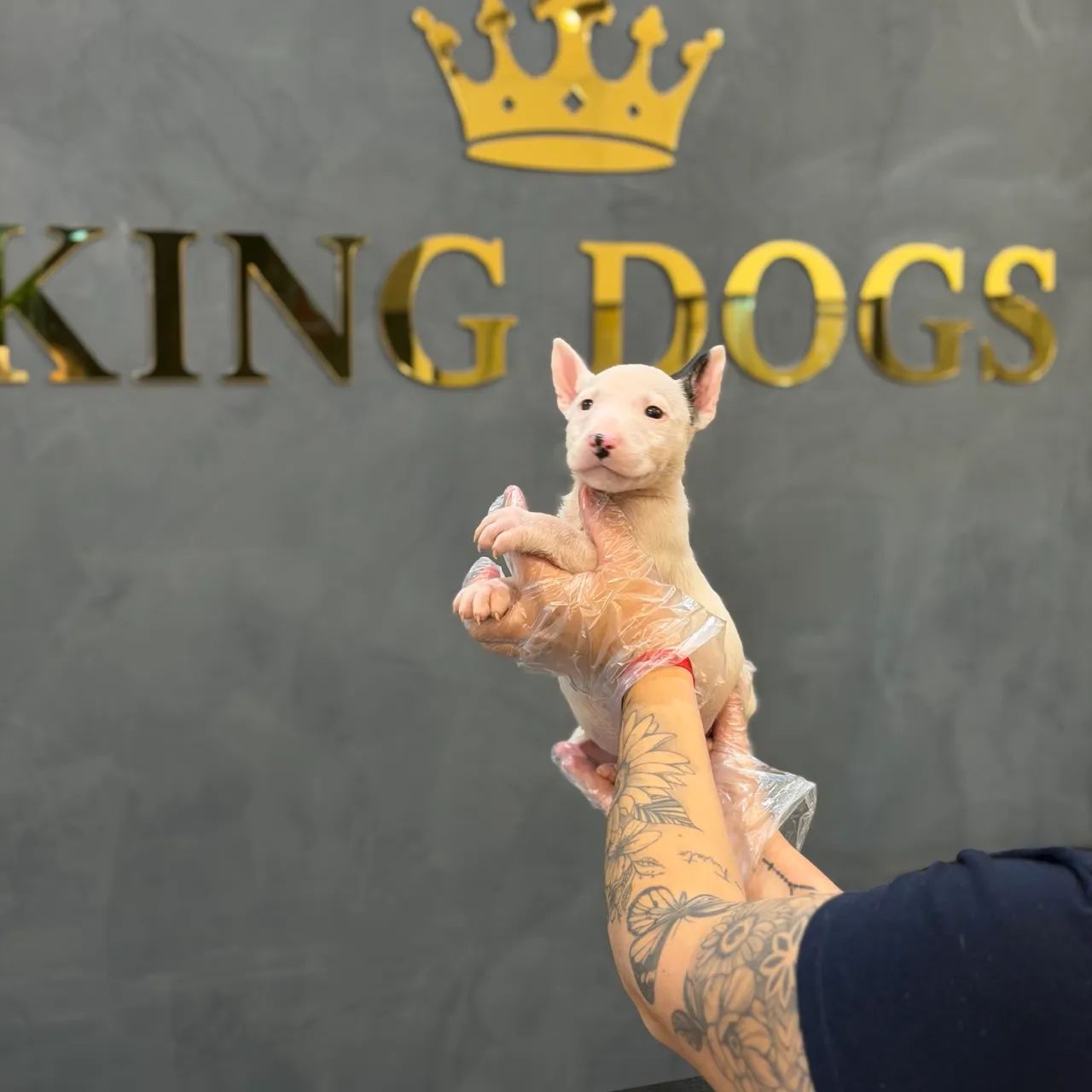 Top Longen Bull terrier  - Foto 3