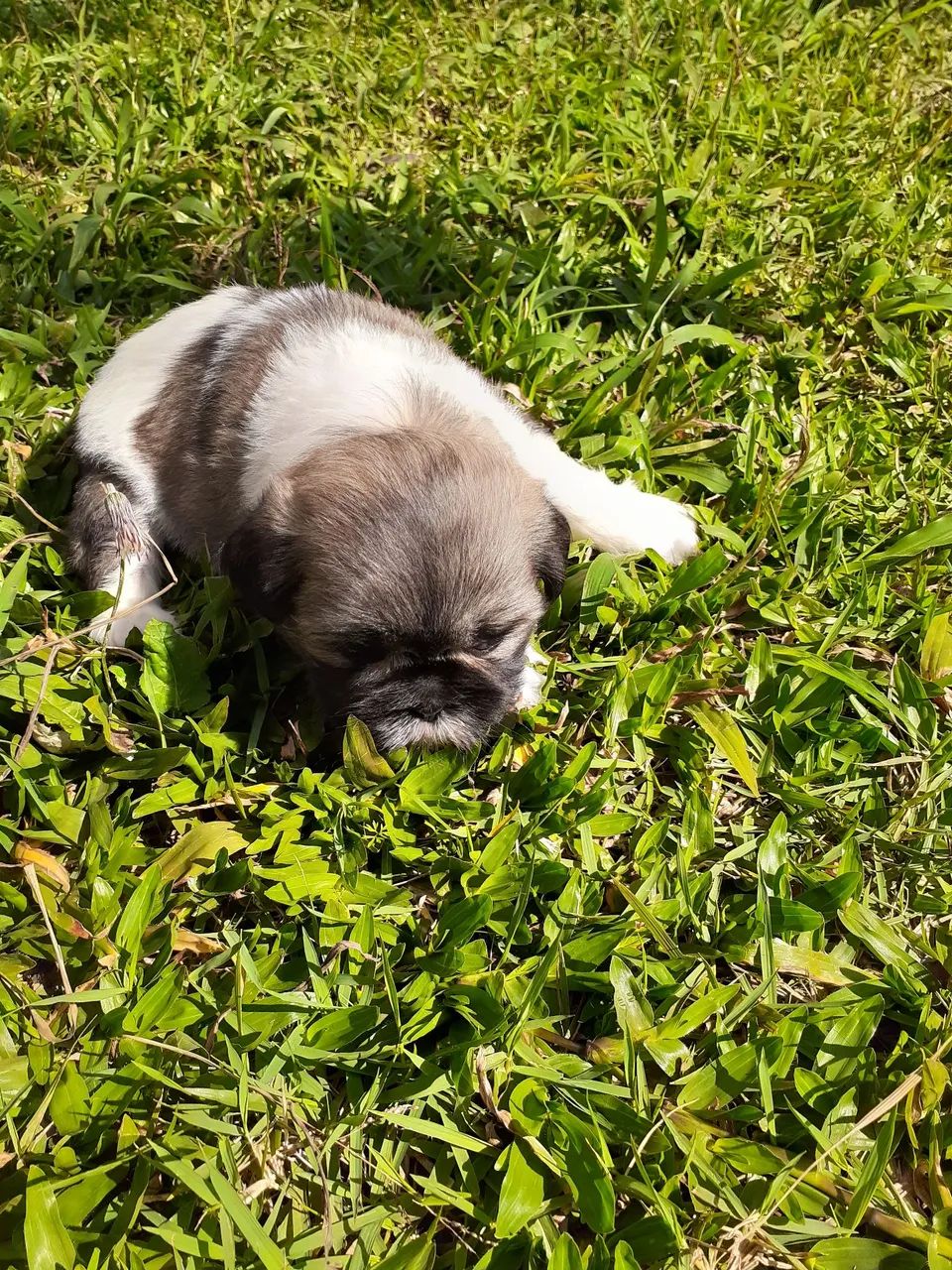 Shitzu macho  - Foto 2