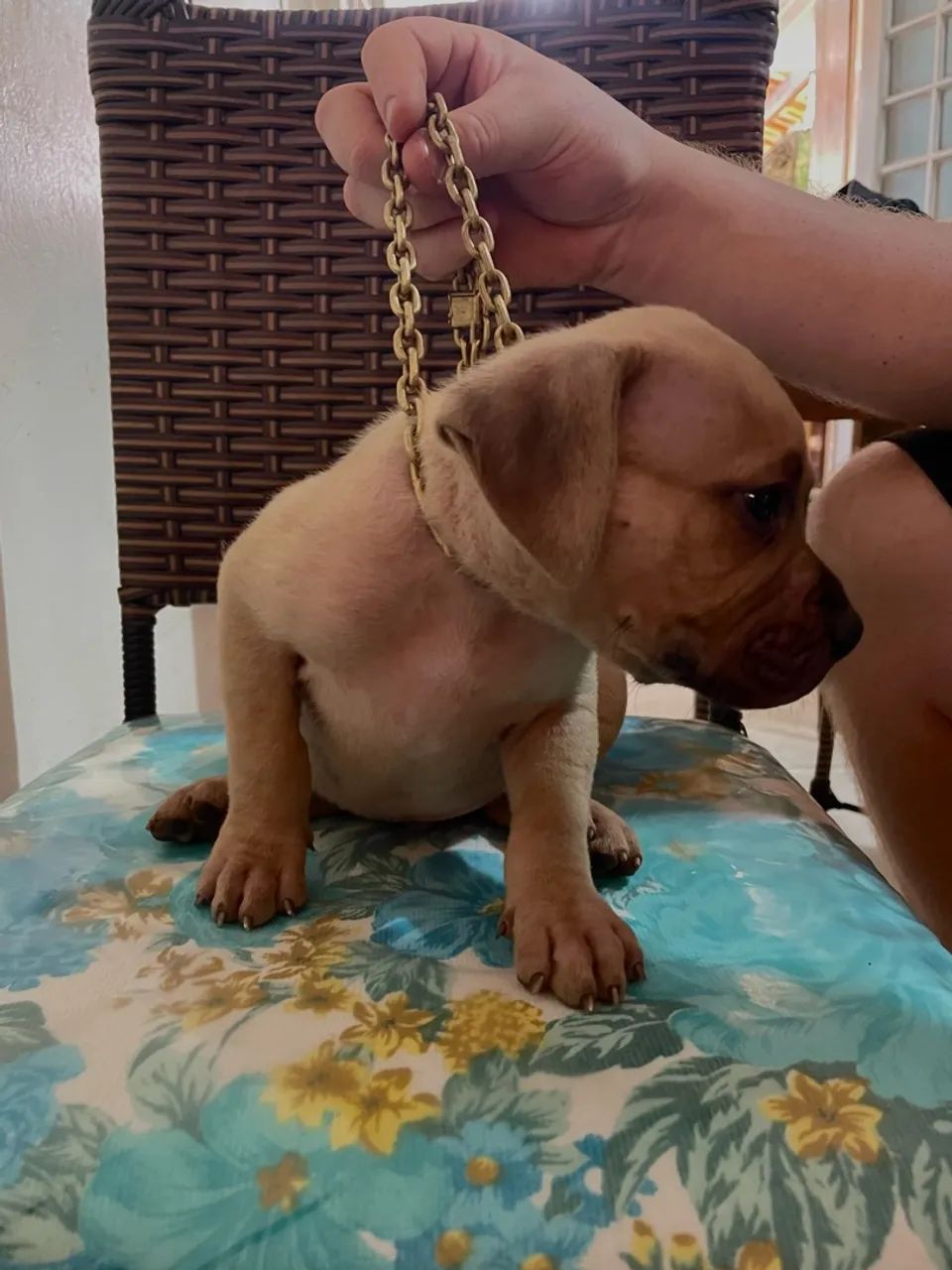 Pit bull 