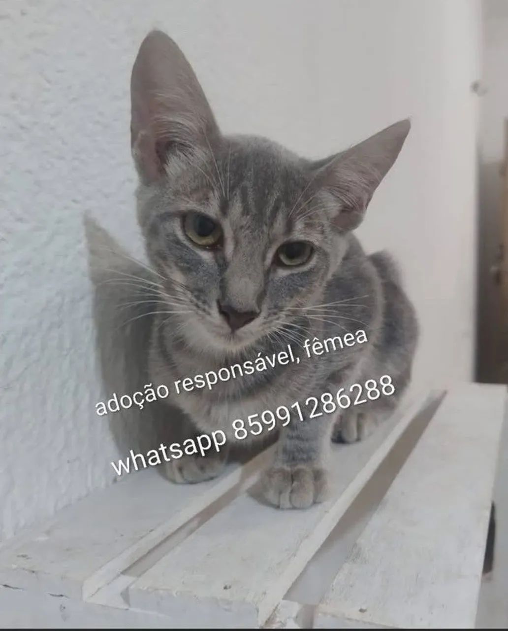 Gatos fofos pra adoção responsável  - Foto 2