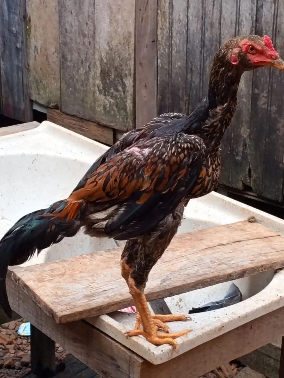 Frango ? de raça indiano. 
