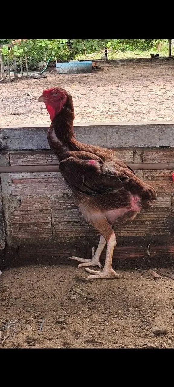 ÍNDIO GIGANTE  - Foto 5