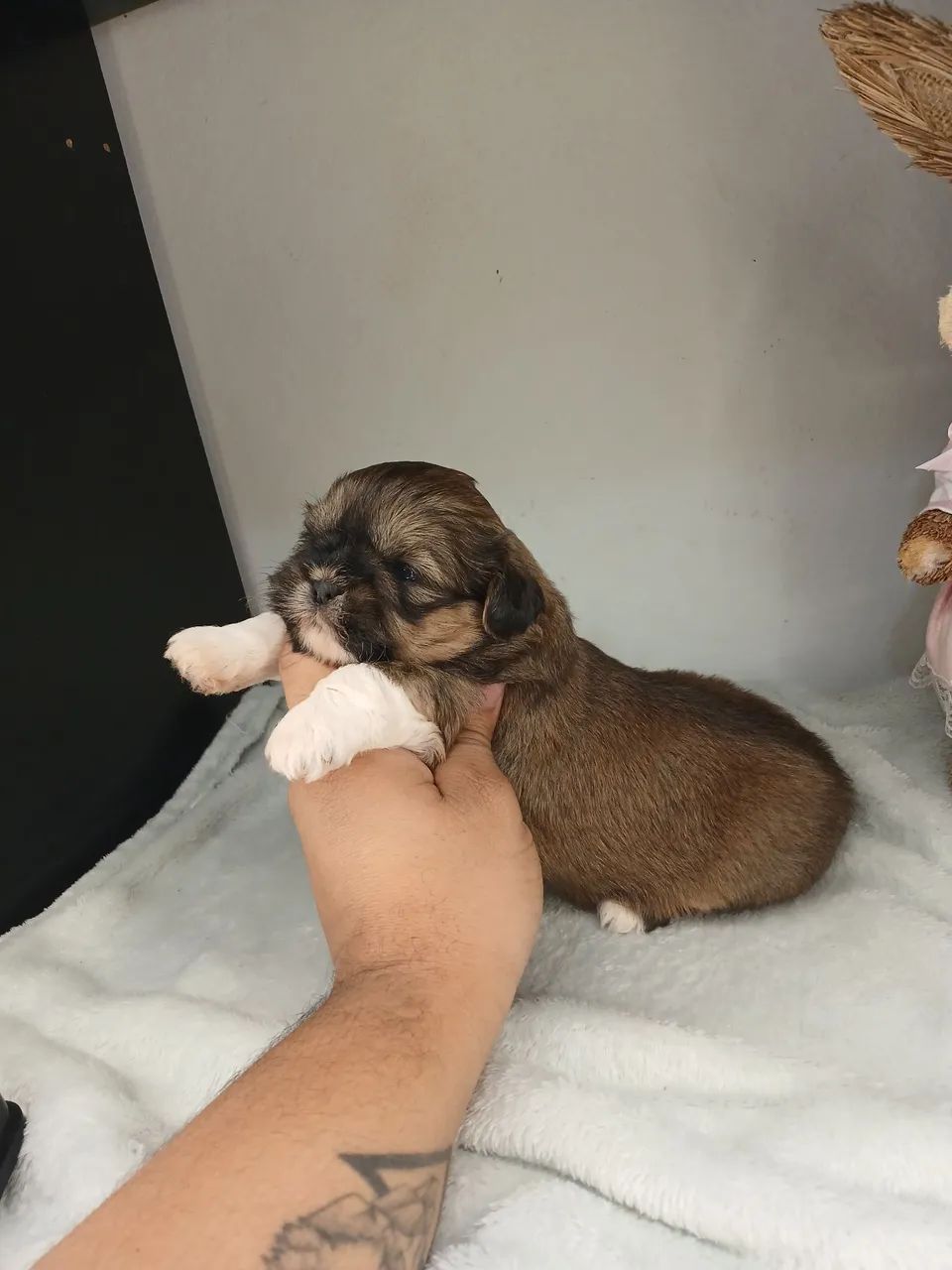 Filhote de shihtzu fêmea disponível para reserva  - Foto 5