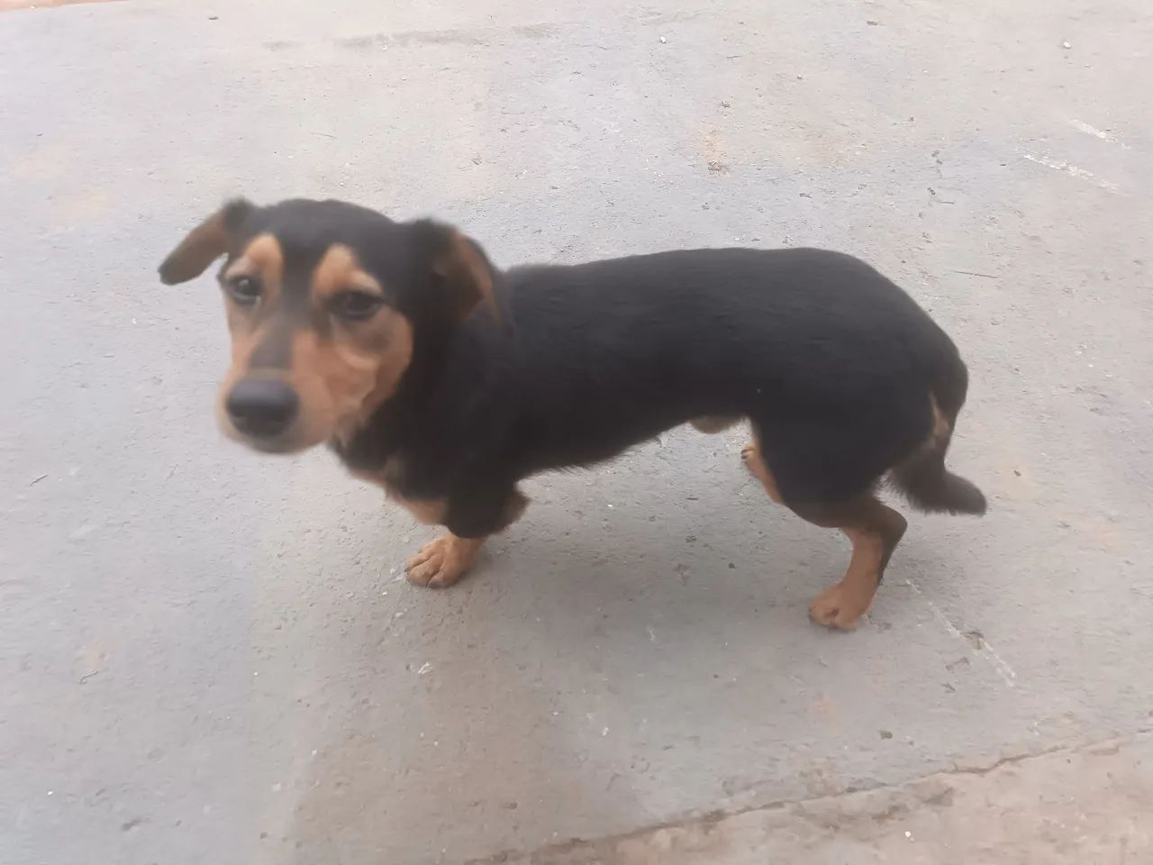 Adoção responsável 