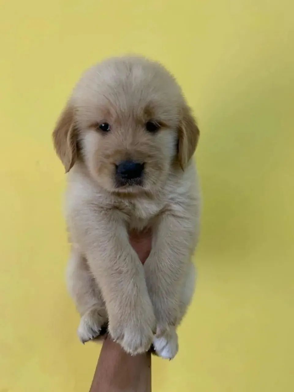 Golde Retriever 