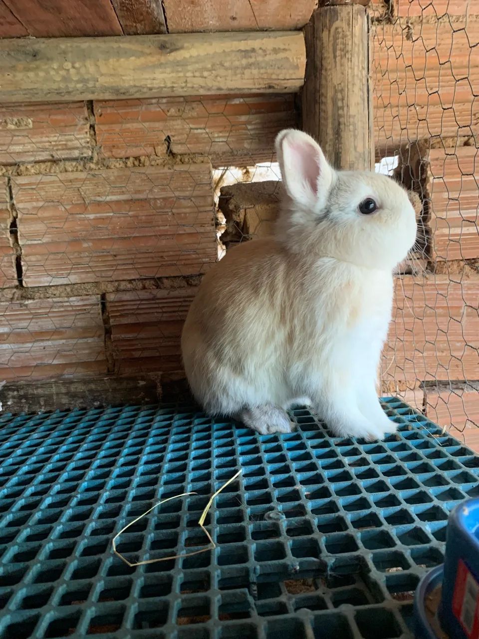 Coelho Anão ( netherland dwarf ) - Foto 4