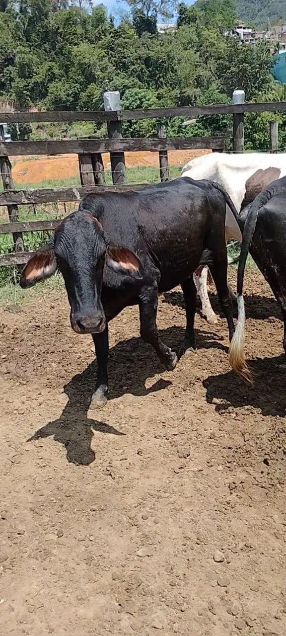 Vaca e novilhas leiteiras 