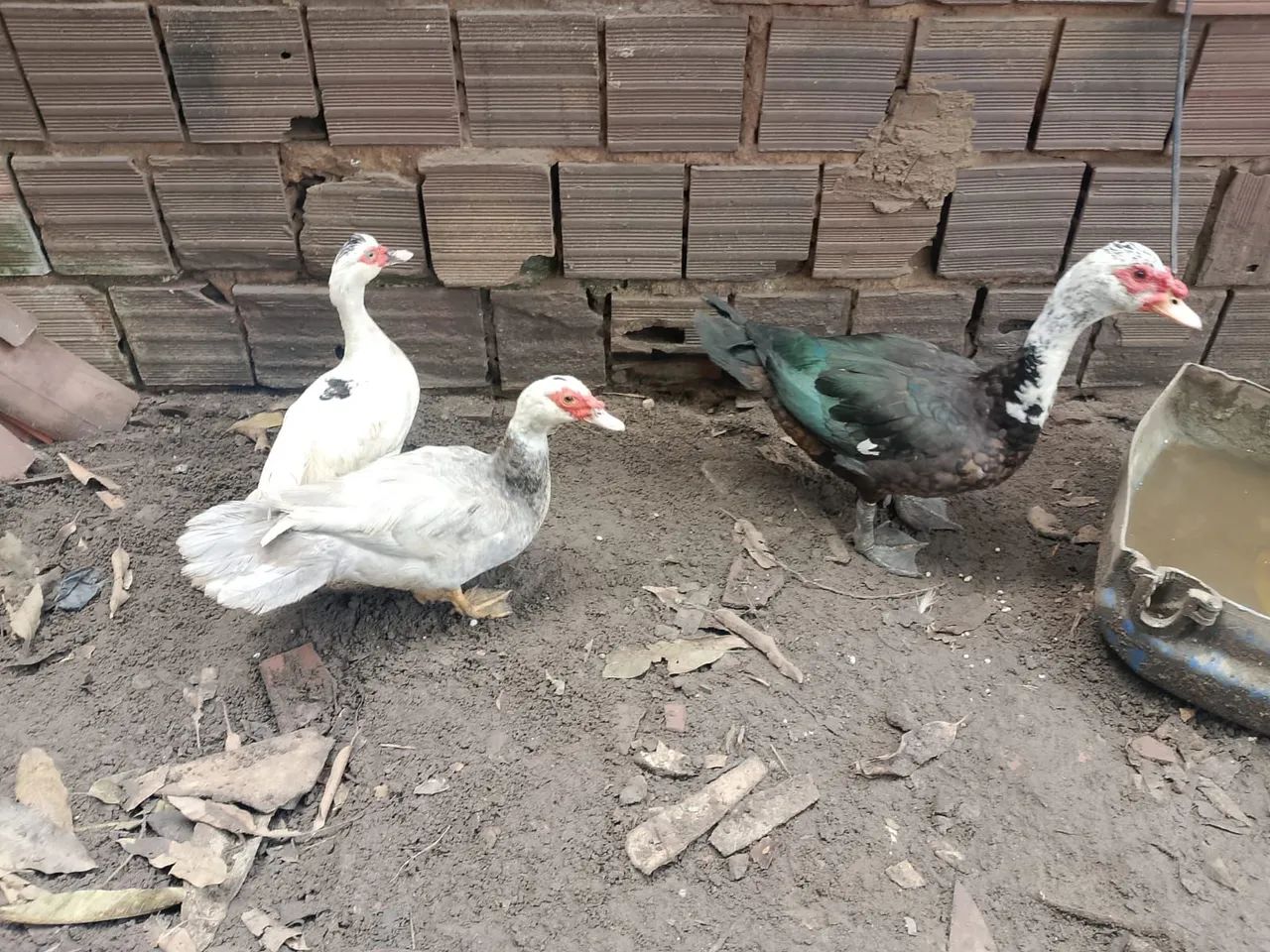 Patos - Foto 3