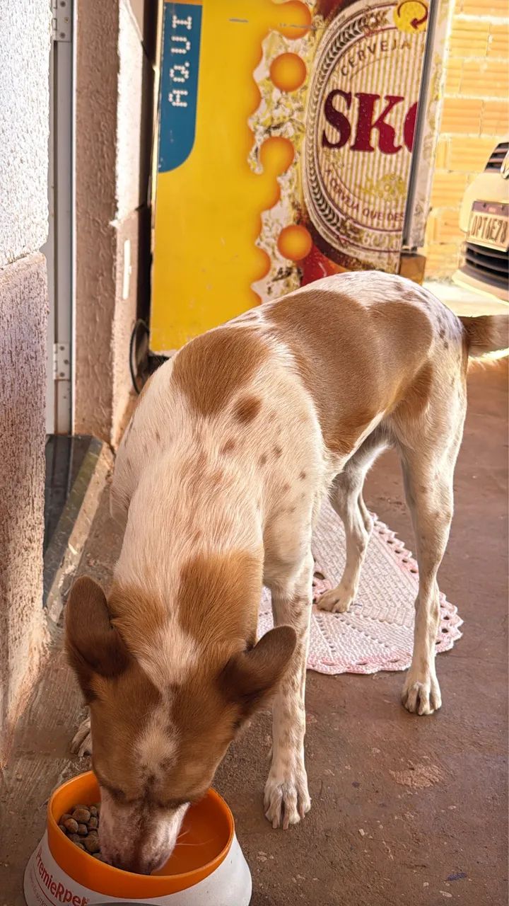 Cachorro - Foto 2
