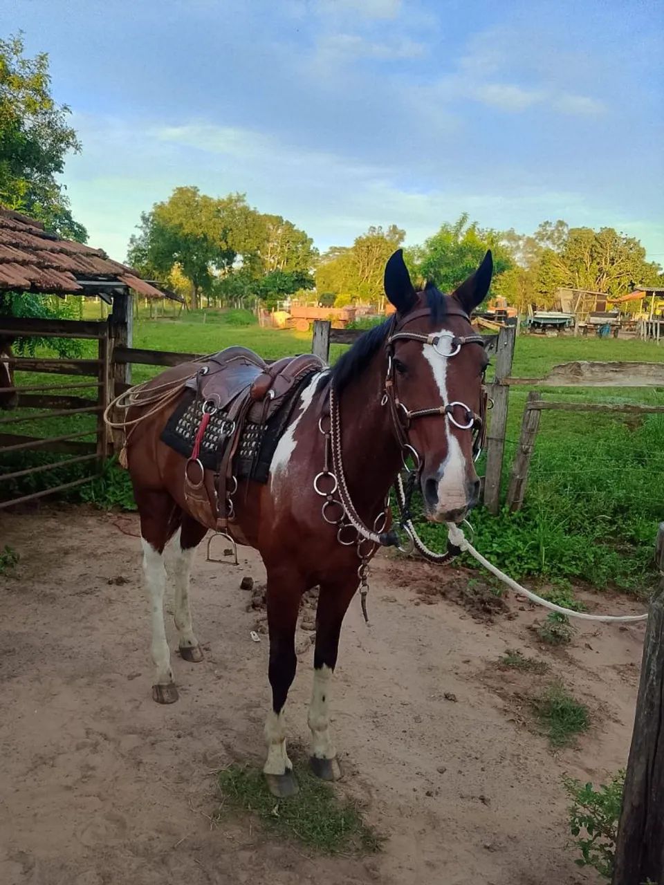 Vendo cavalo pampa 