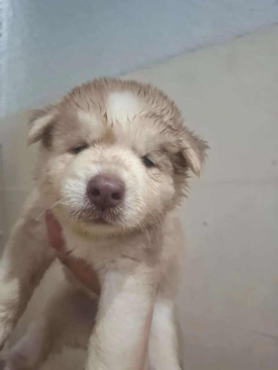 Husky Siberiano - Foto 4