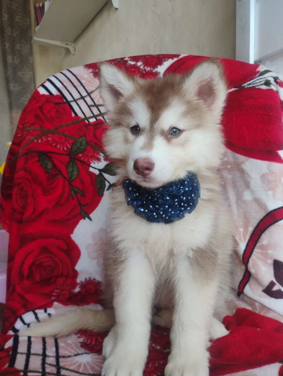 Husky Sibériano  - Foto 2