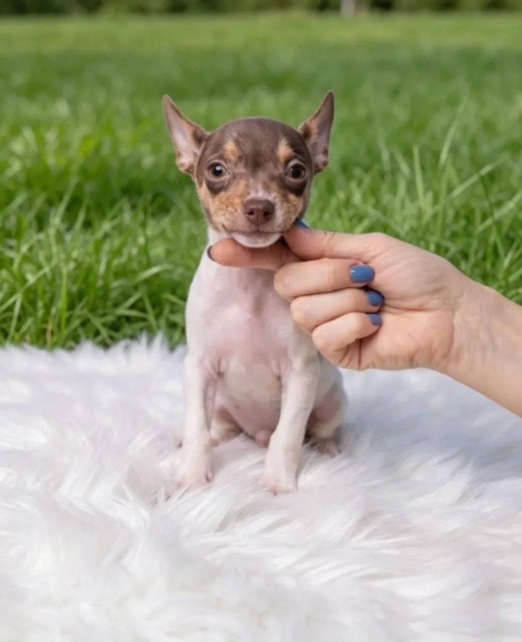 Pinscher de qualidade macho adorável