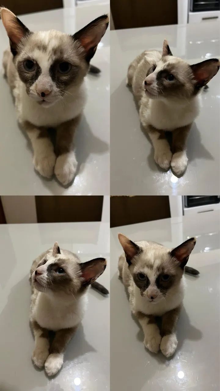 Doação responsável de uma gata filhote  - Foto 2
