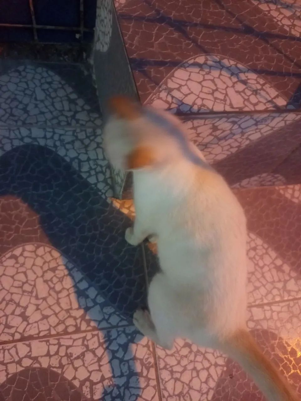 Gatinha  p adoção urgente,  abandonada na rua !  - Foto 4