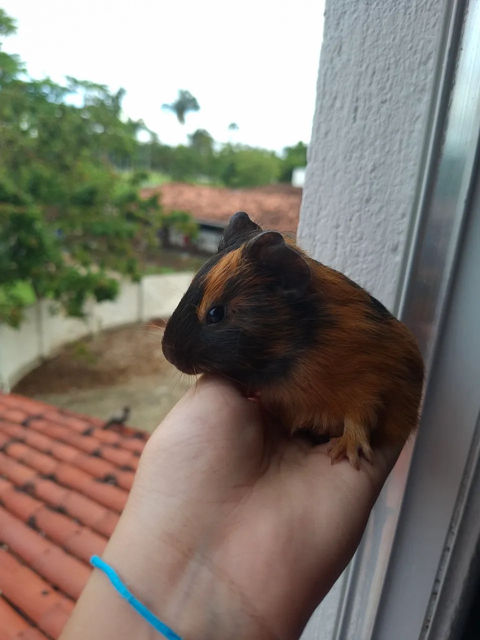 Porquinho da Índia  - Foto 3