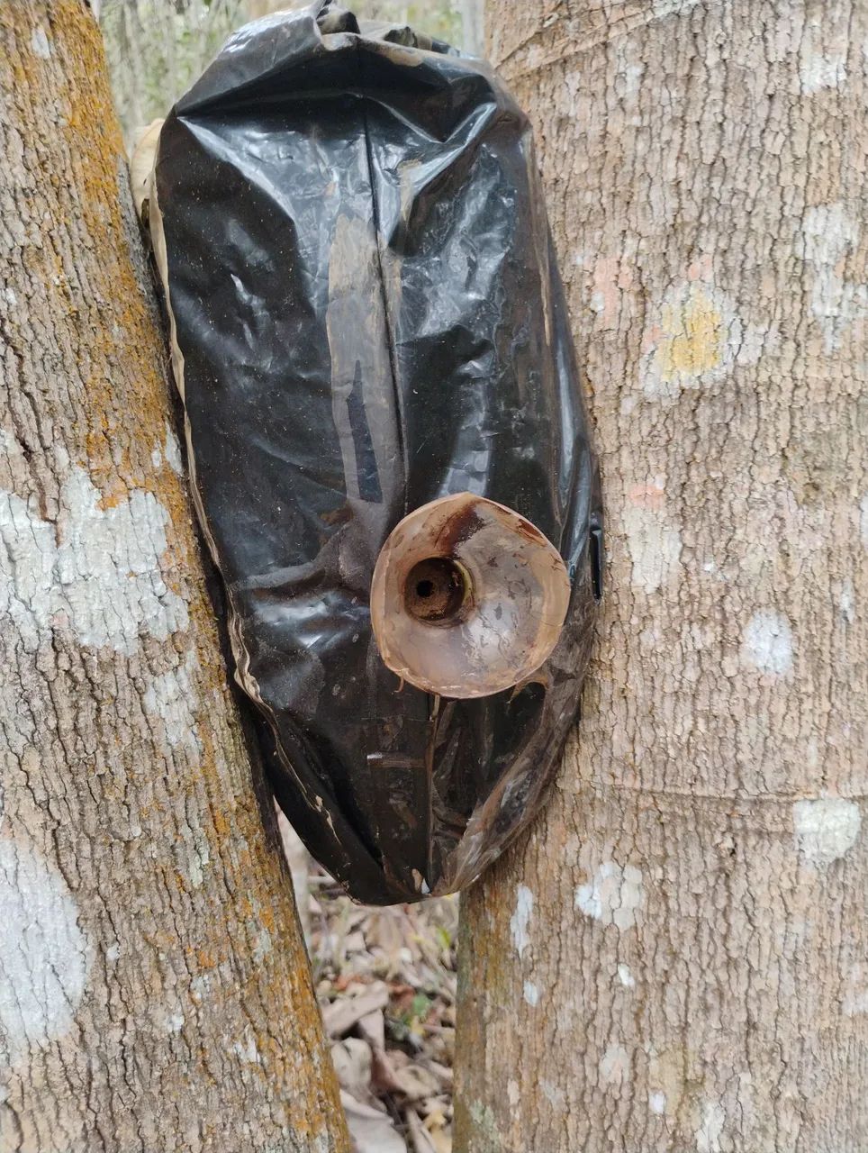 Loção atrativa para abelhas  - Foto 2