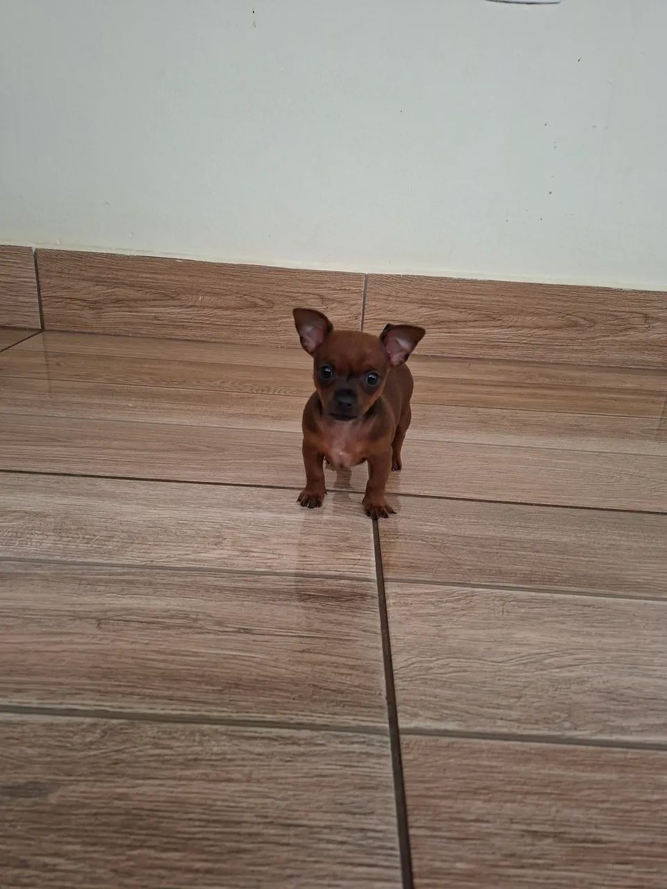 Pinscher Zerinho