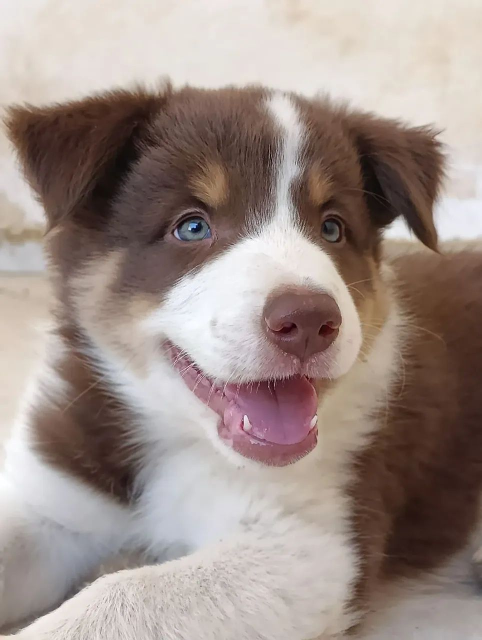 Border Collie 