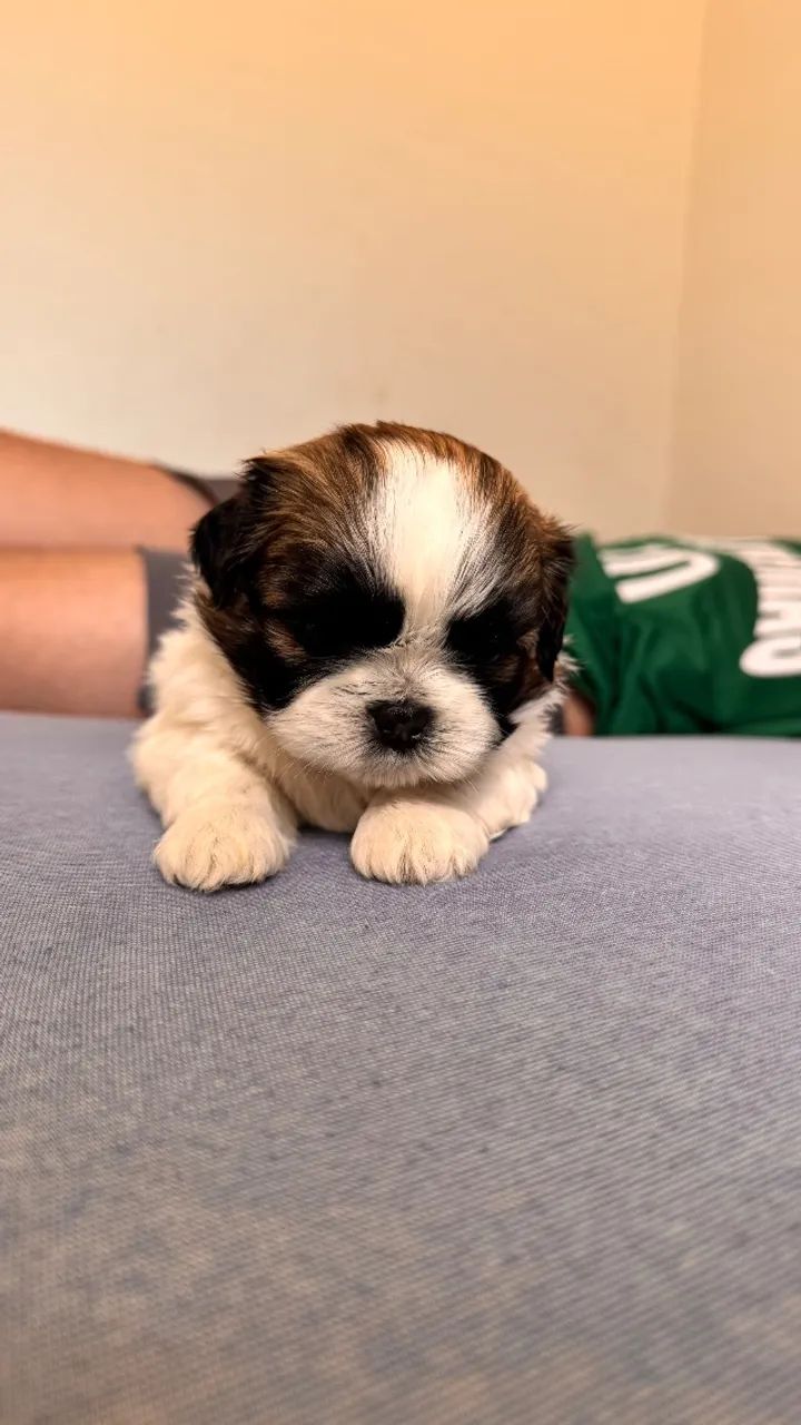 Cachorro shitzu