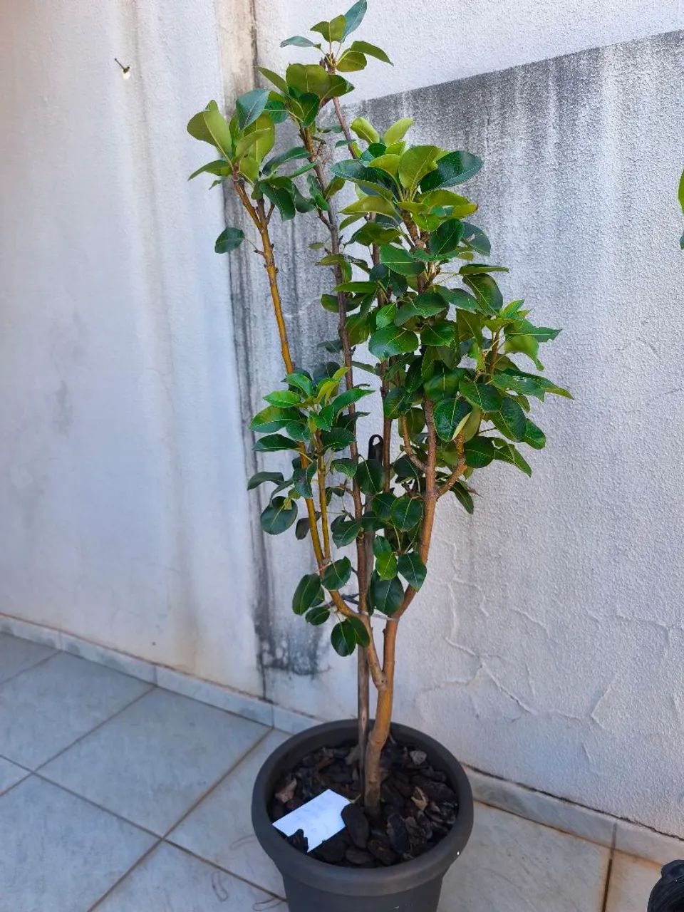 Muda de Pera altura 145cm - Foto 2