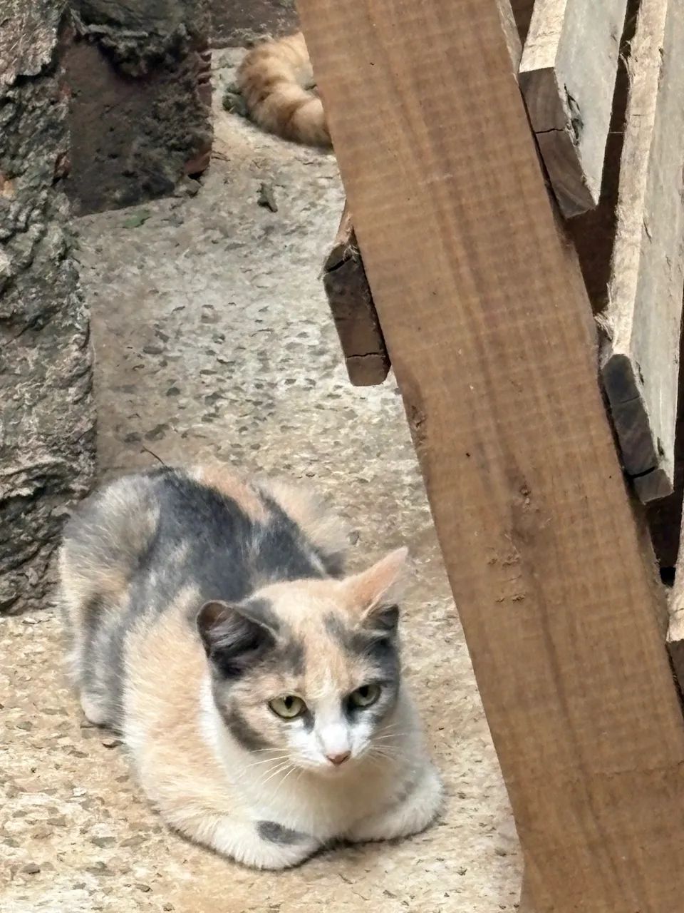 Doação de gatos!  - Foto 5