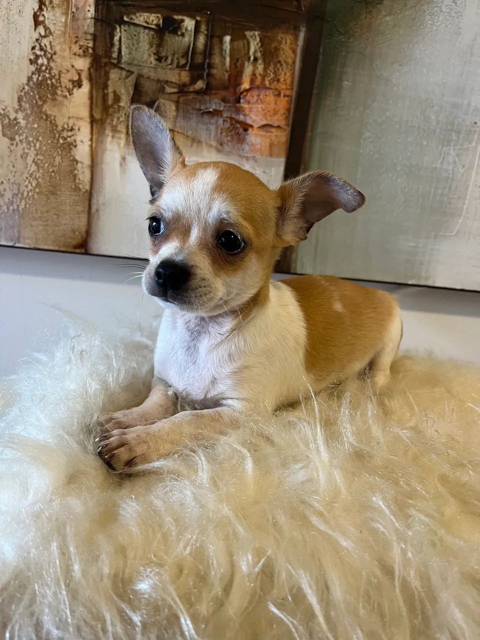 Chihuahua macho promoção  - Foto 2