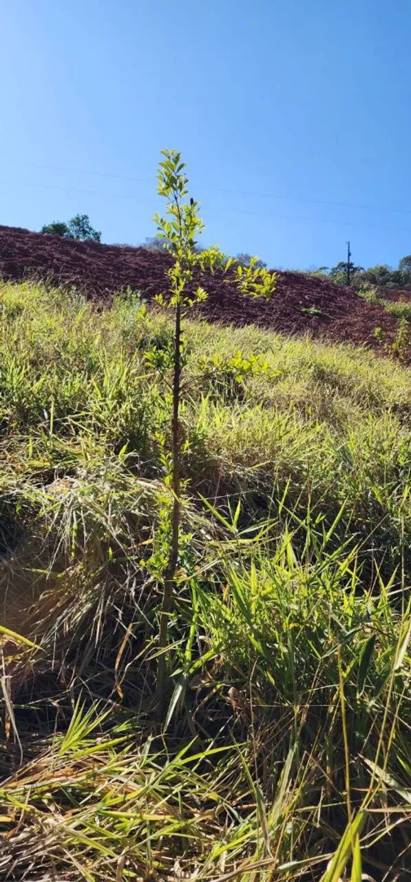 Sítio sul de Minas Bom repouso Mg - Foto 5