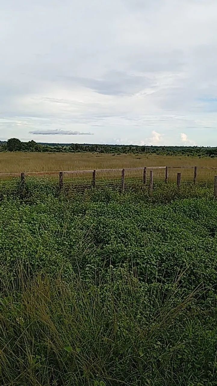 Fazenda à 5 km do rio Araguaia  - Foto 2
