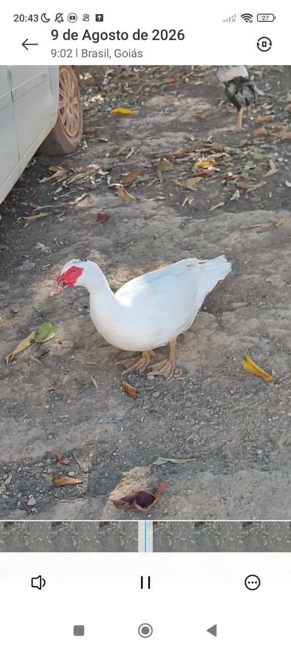 Patos - Foto 4