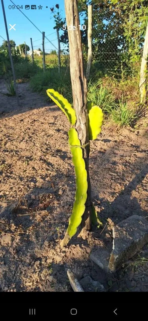 Terreno no sítio com escritura pública - Foto 5