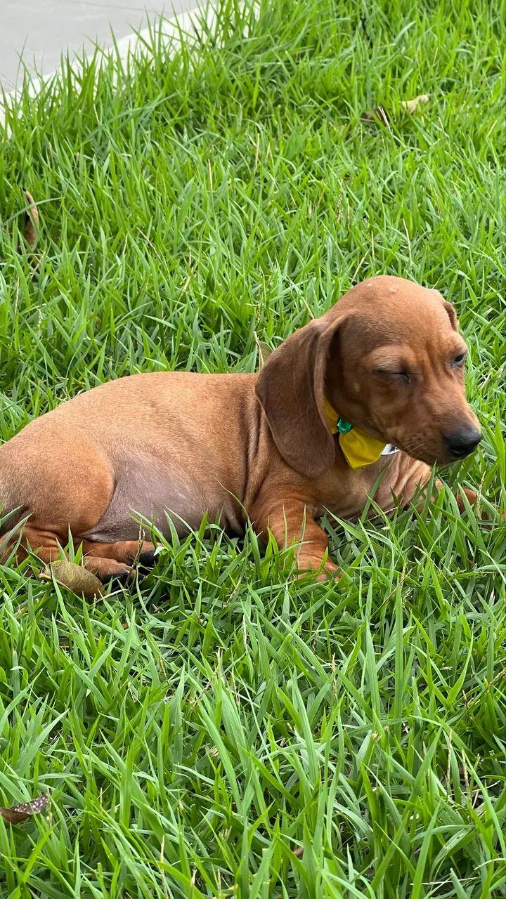 Cachorro - Foto 2