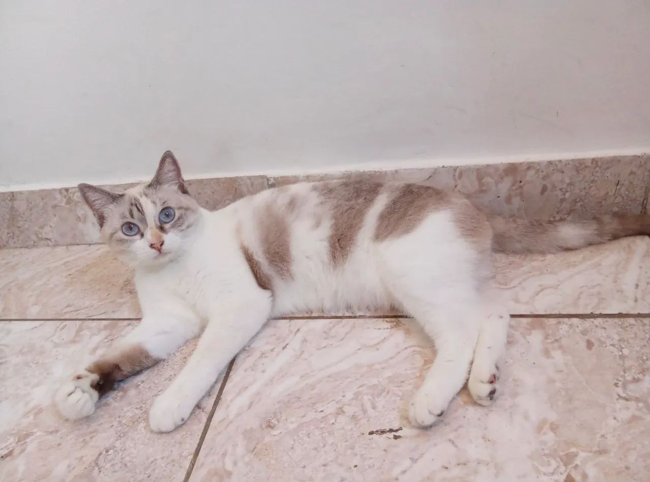 Gata para adoção  - Foto 3
