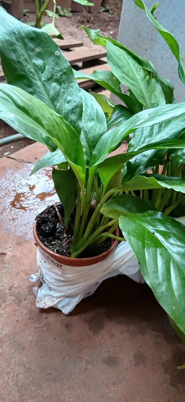 Mudas lírio da paz flor branca  - Foto 2